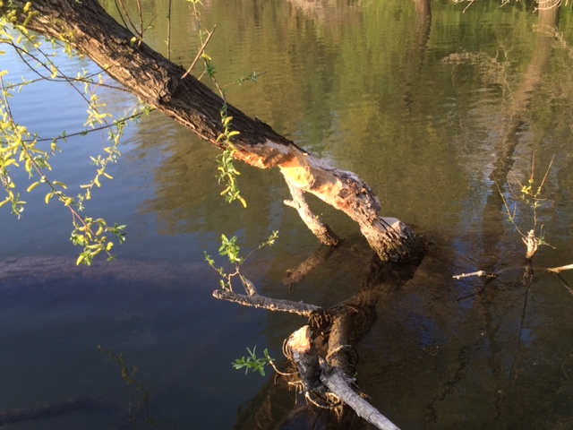 Egyre erősebbek a Budapestet csendben elfoglaló hódok