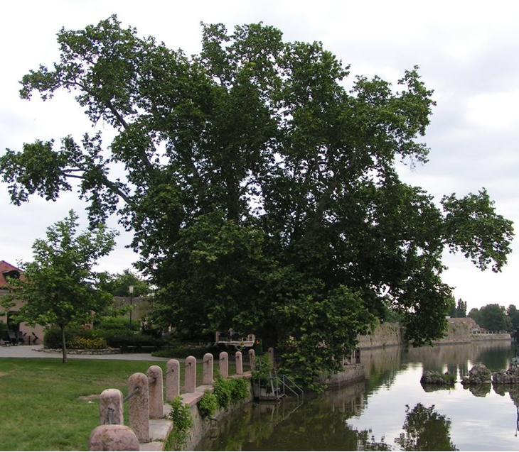 Illustration for article titled Nem vicc, ez a fa tényleg a legmenőbb dolog, amit ebben az évben láttam!