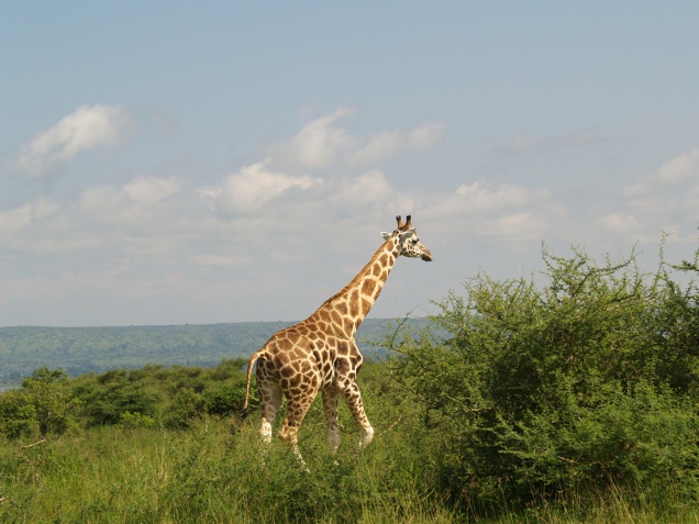 Illustration for article titled 11 dolog, amit nem tudtál a zsiráfokról