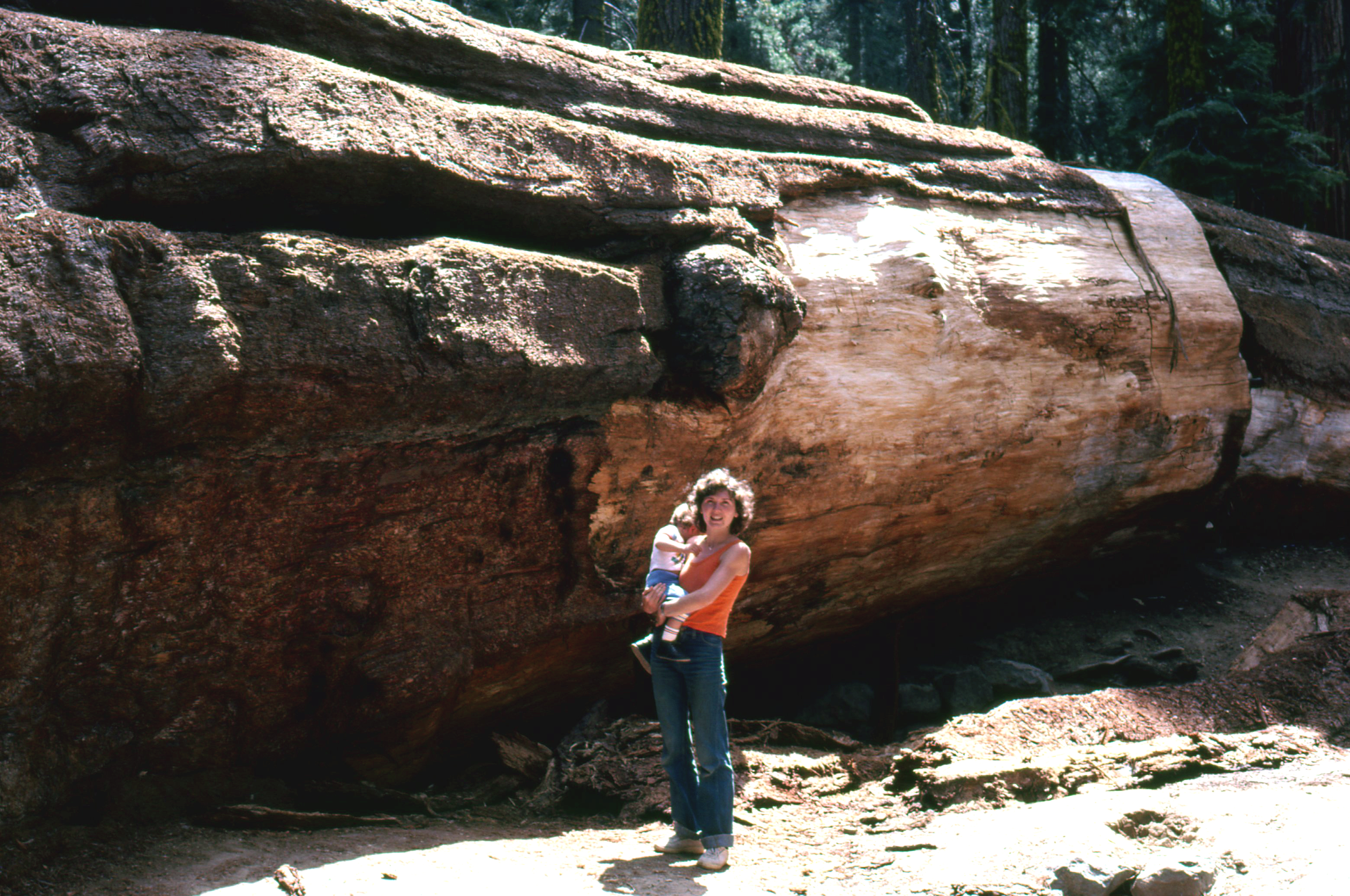 Kidőlt óriás mamutfenyő volt éjszaka a forint