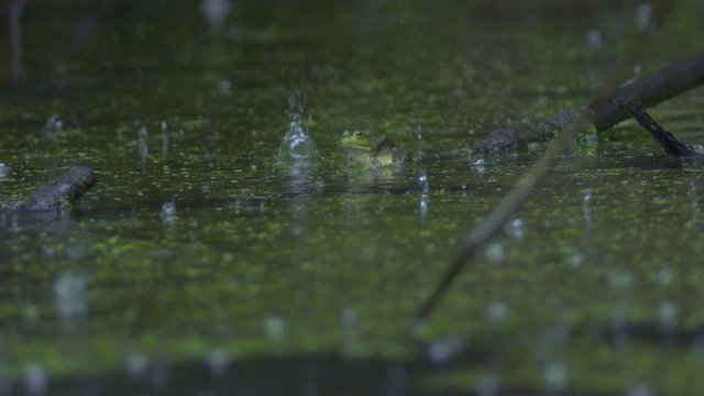 A kecskebéka szép állat, szuperlassítva drámai is
