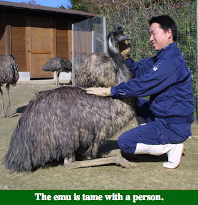 Illustration for article titled Hiába menekülsz, hiába futsz, a pingvined elől futni úgyse tudsz