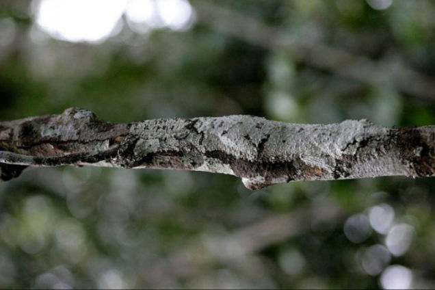 Illustration for article titled Megtalálod a rejtőzködő állatokat?