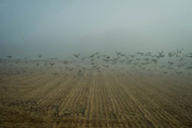 Ki nyírja ki Orbán Viktort?