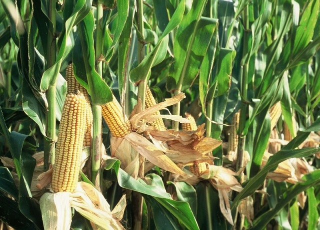 A magyar kukorica lehet az ukrán tragédia vámszedője