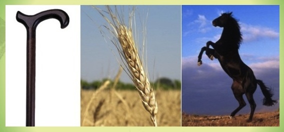 BOT-KALÁSZ-LÓ, avagy