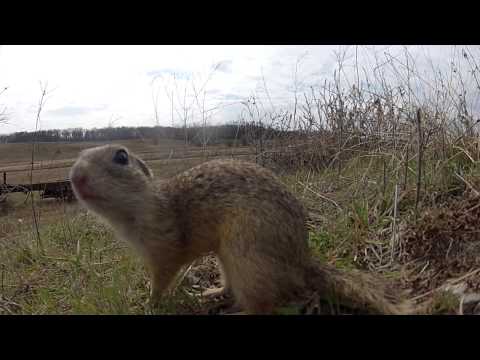 Magyar lőtéren robbant a cukiság-atombomba