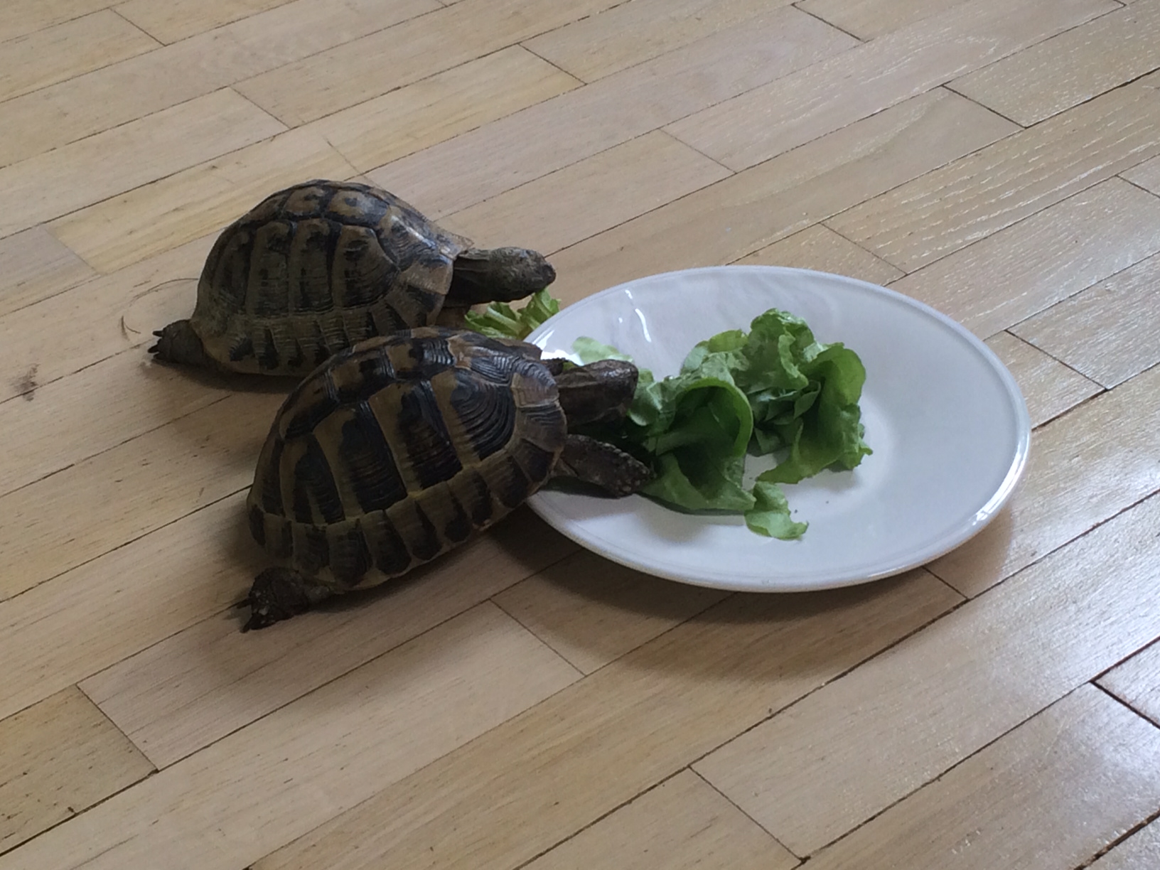 Illustration for article titled Csoda történt, másodszor is kitelelt és meglett a szökött görög teknős