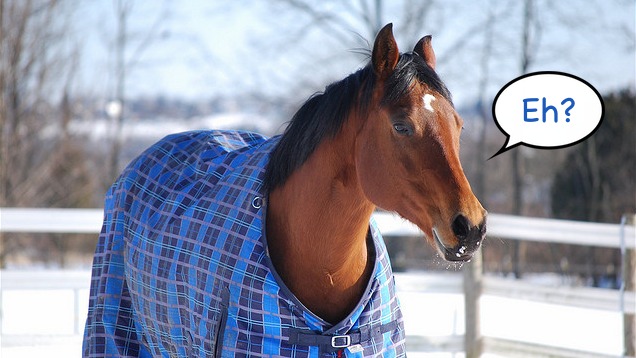 A lovakat meg lehet tanítani, hogy szóljanak, ha fáznak!