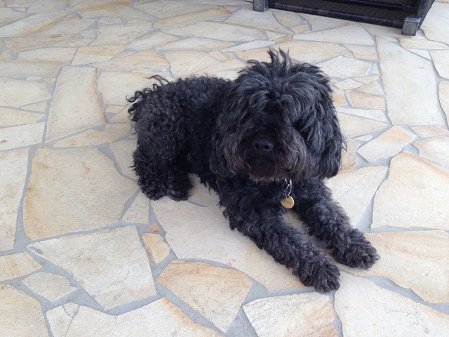 Illustration for article titled Totó kutya él, jól van, macskákkal haverkodik