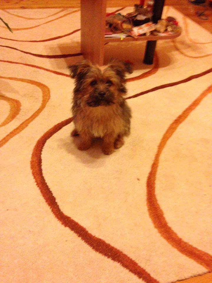 Illustration for article titled Bajban az állatmentő