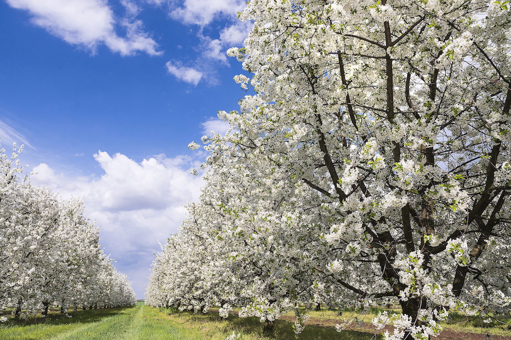 Hamarabb virágoznak a gyümölcsfák Újfehértón