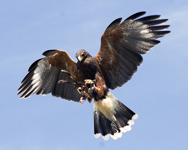 Illustration for article titled És azt ismerik, hogy a Harris-ölyv felszáll a 47-es villamosra?