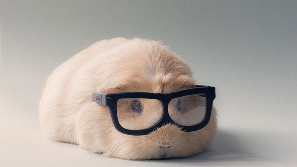 Ez a hipszter tengerimalac remélhetőleg nem náci!