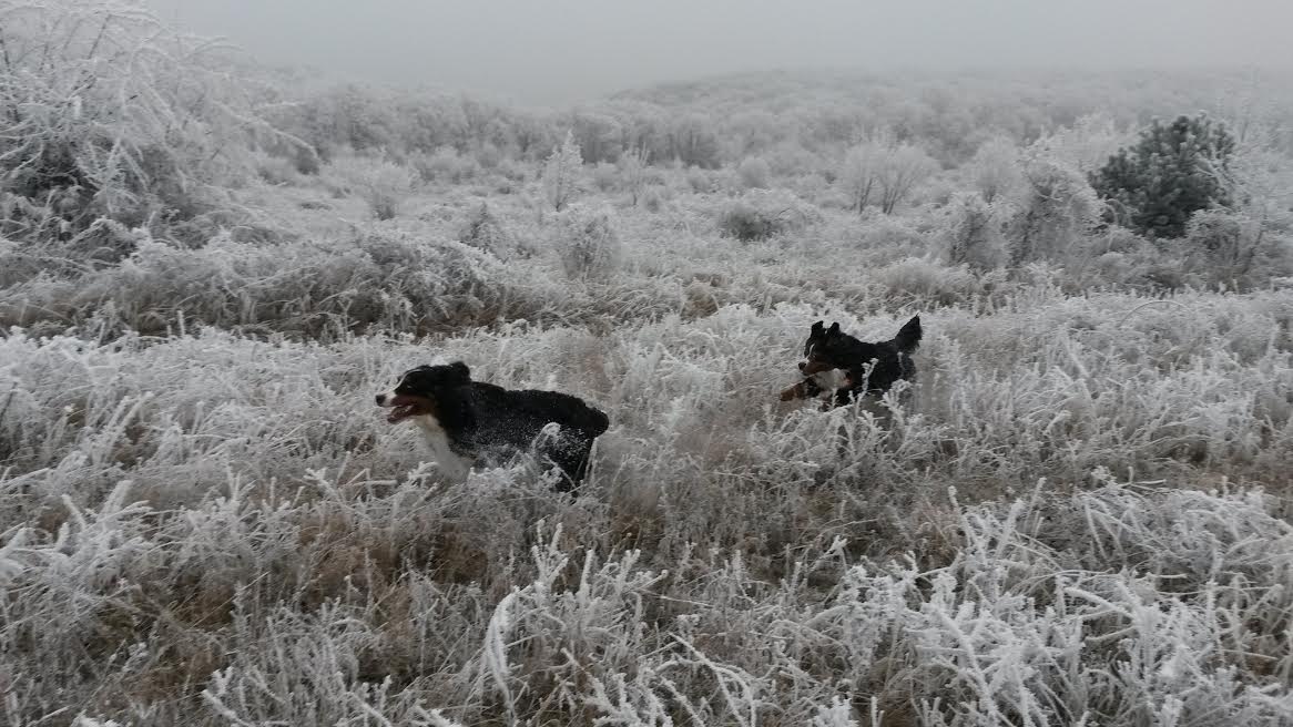 Időjárásjelentés