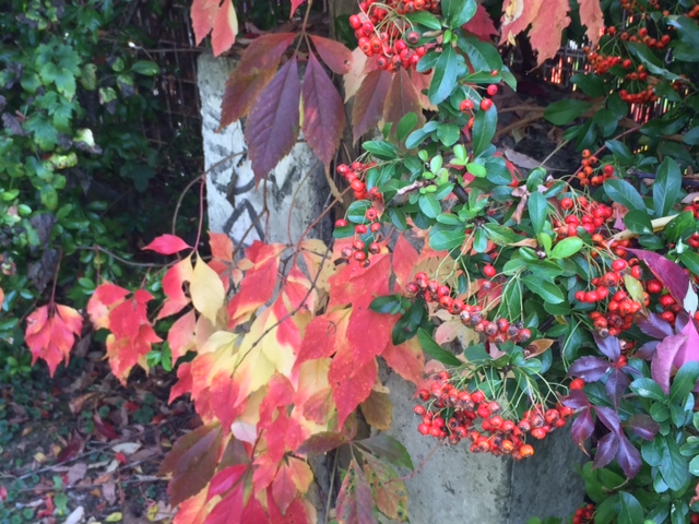 Illustration for article titled Megtaláltam a világ legromantikusabb villanyoszlopát