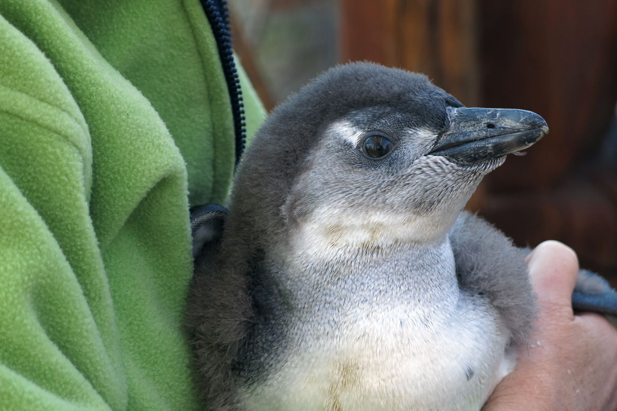 Illustration for article titled Kis híján bokán lőtt egy afrikai pingvin!