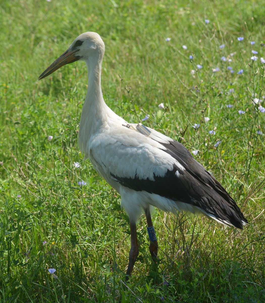 Illustration for article titled Kövessétek ti is, ahogyan Hófogó, a gólya újra eltéved Afrika felé