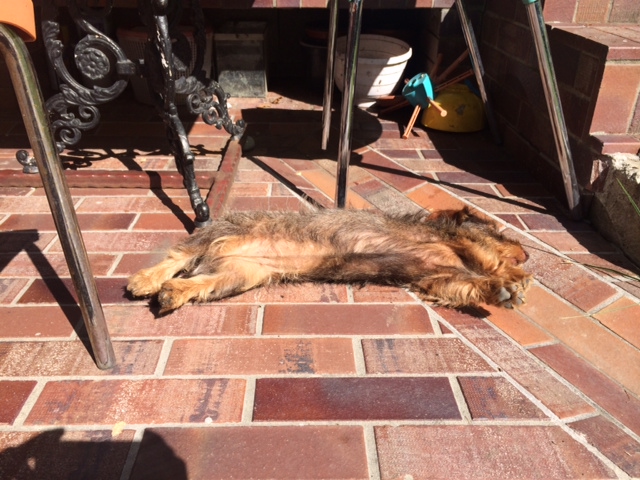 És a te kutyád mit csinál a róla elnevezett melegben?