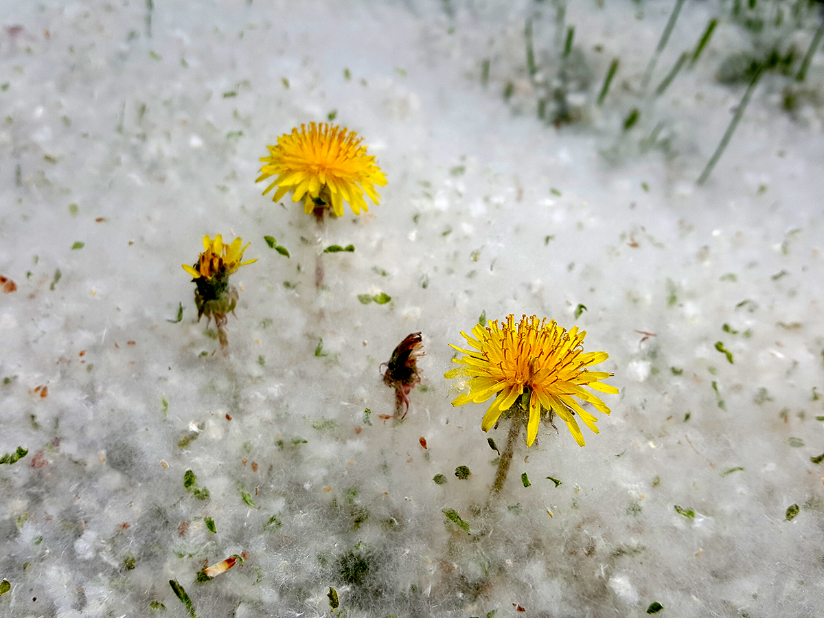Pongyola pitypangok a lőkösházi gondozási központ előtt