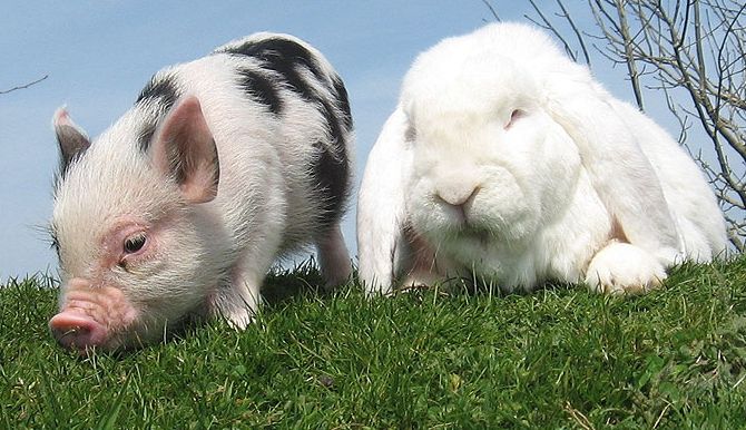 Ilyen volt az extrém pornó Magyarországon a 90-es években (18+)