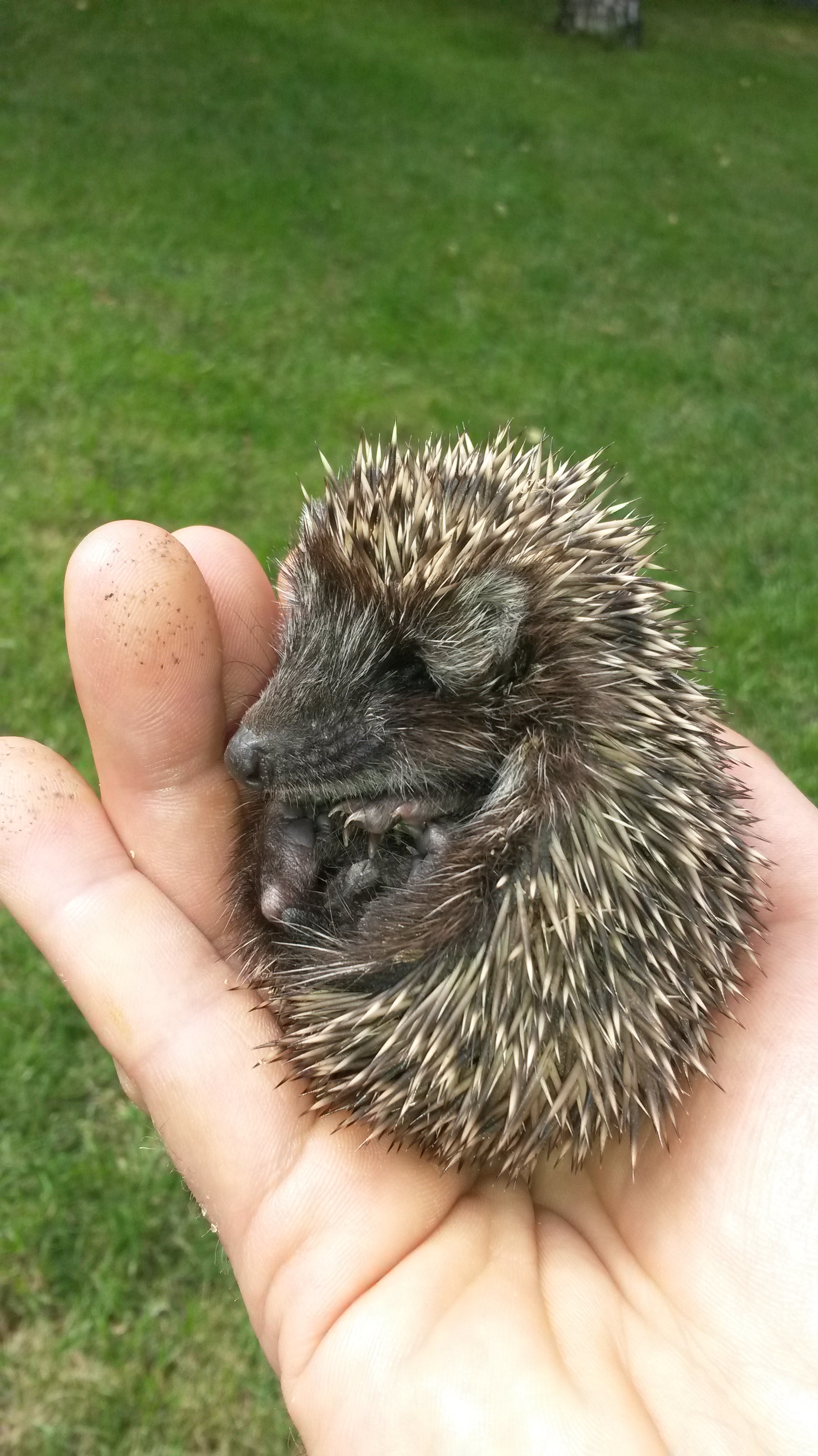 78 gramm cukiság, itt még puha tüskékkel.