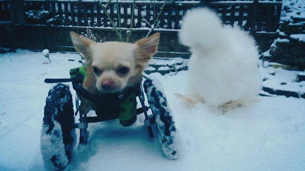 Illustration for article titled A Tolókocsis Csivava és a Túl Pelyhes Csirke tényleg jóbarátok