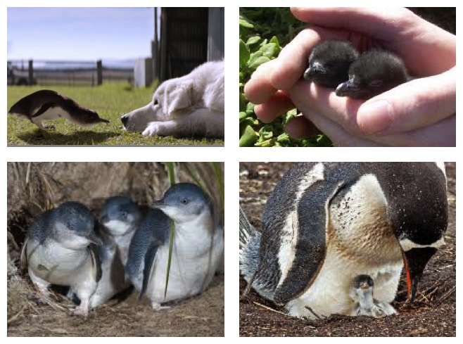 Illustration for article titled ODDBALL A PINGVIN MENTŐ KUTYUS, A VARÁZSLATOS AUSZTRÁL SZIGETVILÁGBAN