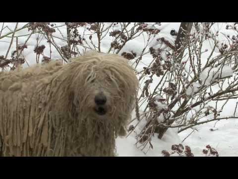Kisgazda kampány? Nem sima drog, hanem aranylövés!