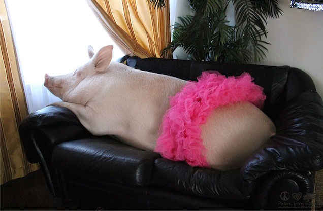 Ezt a történetet erről a disznóról nem hiszem el, április 1-jét gyanítok