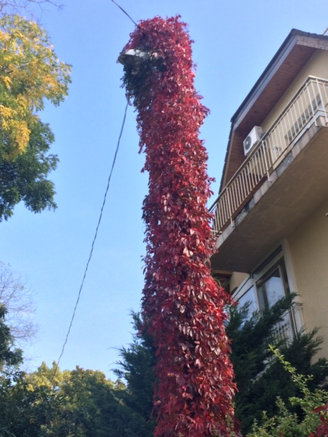 Illustration for article titled Megtaláltam a világ legromantikusabb villanyoszlopát