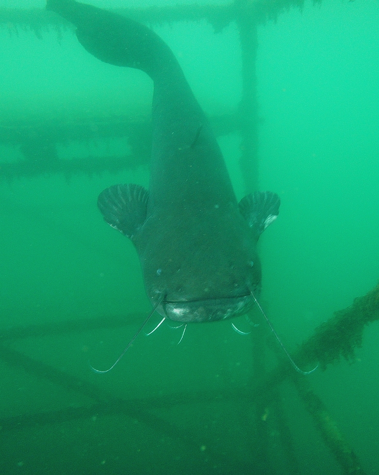 Illustration for article titled Víz alá akarta húzni a harcsa az úszó férfit