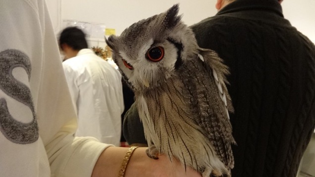 Az ital mellé automatikusan kapunk egy baglyot