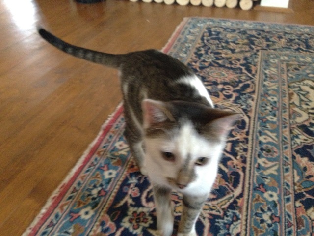 Illustration for article titled Totó kutya él, jól van, macskákkal haverkodik