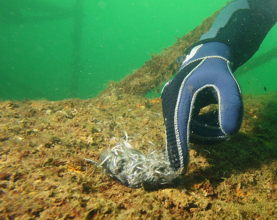 Illustration for article titled Víz alá akarta húzni a harcsa az úszó férfit