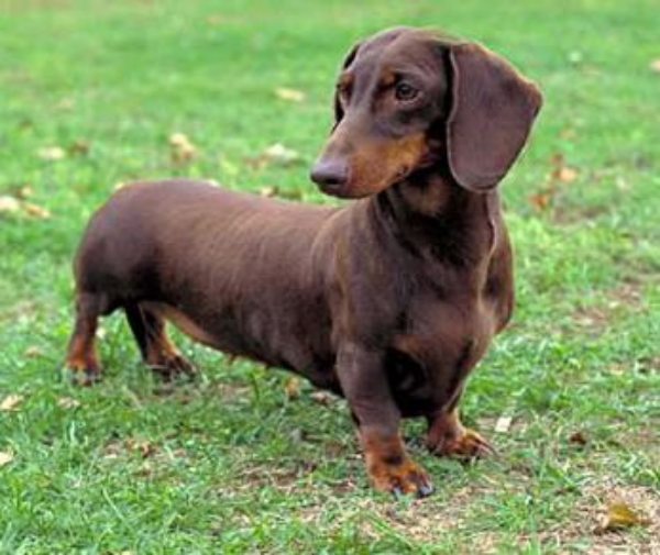 Miért nem lesz itt soha forradalom? (Politikai egymondatos.)