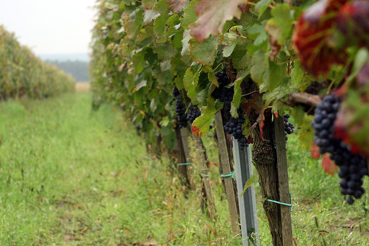 Illustration for article titled Papbor