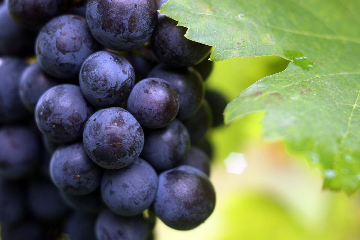 Illustration for article titled Papbor