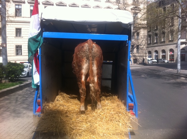 Marhák a Kossuth téren