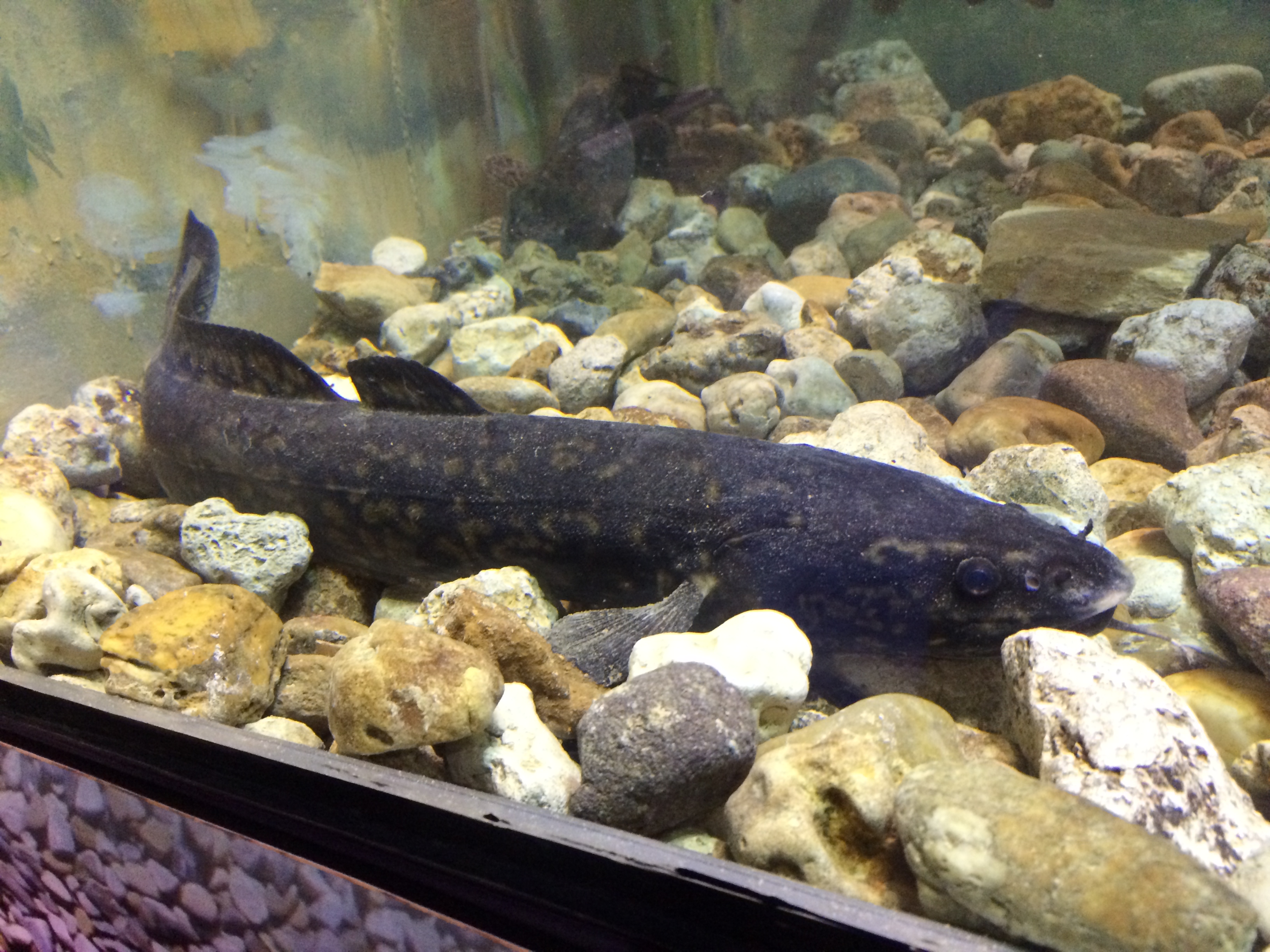 Illustration for article titled Így buliznak döglött állatokkal az ország legidiótábban öltözött emberei