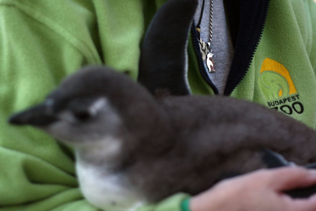 Illustration for article titled Kis híján bokán lőtt egy afrikai pingvin!