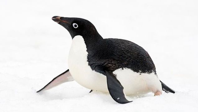 Milyen különös dolog ez az állatos szex!