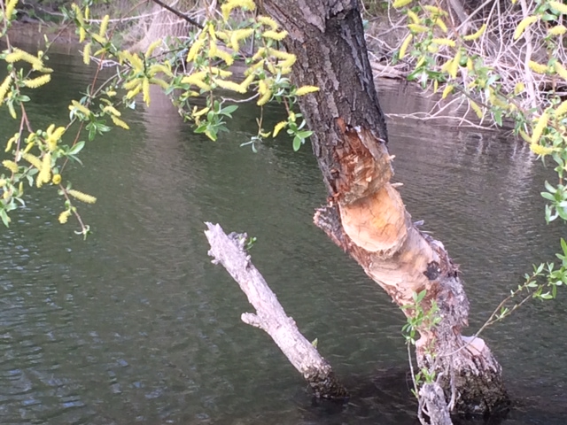 Illustration for article titled Egyre erősebbek a Budapestet csendben elfoglaló hódok