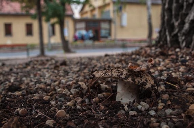 Erdei gombák árasztották el Csömör főterét
