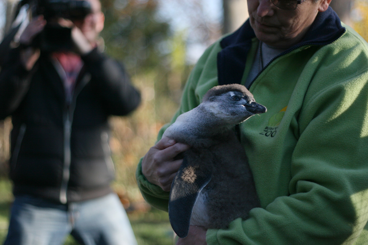 Illustration for article titled Kis híján bokán lőtt egy afrikai pingvin!