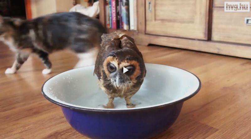 Illustration for article titled Sophie bagoly, aki a gazdájával és 5 macskával él együtt!