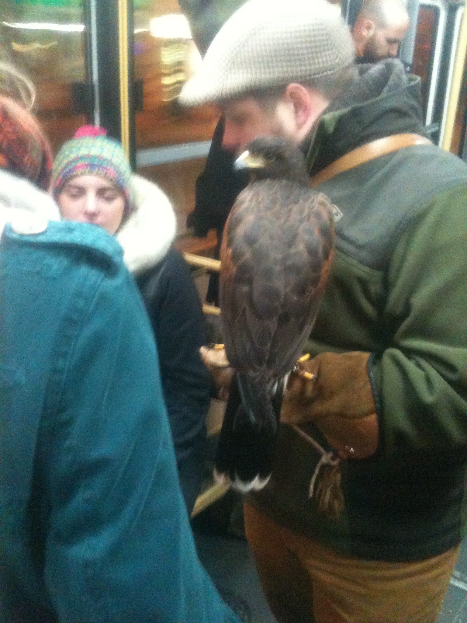 Illustration for article titled És azt ismerik, hogy a Harris-ölyv felszáll a 47-es villamosra?