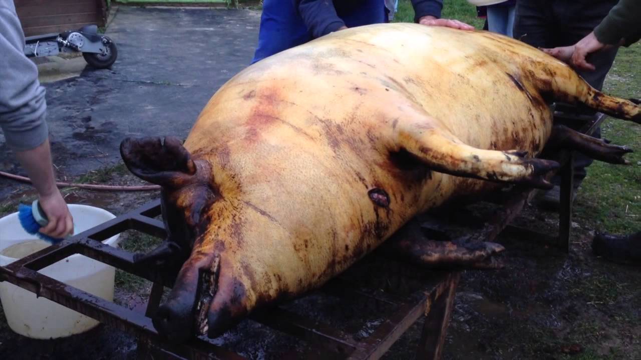 Disznóöléses videómaraton a Koncon (18+)