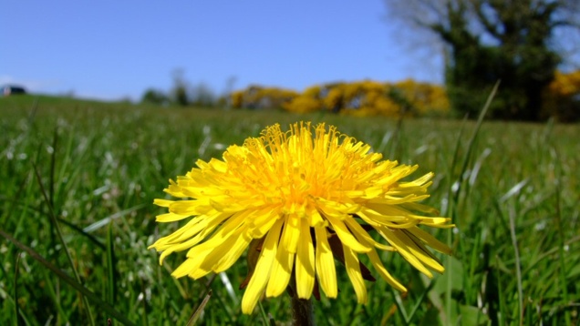 Silány stockfotó a Magyar Krónika pitypangja