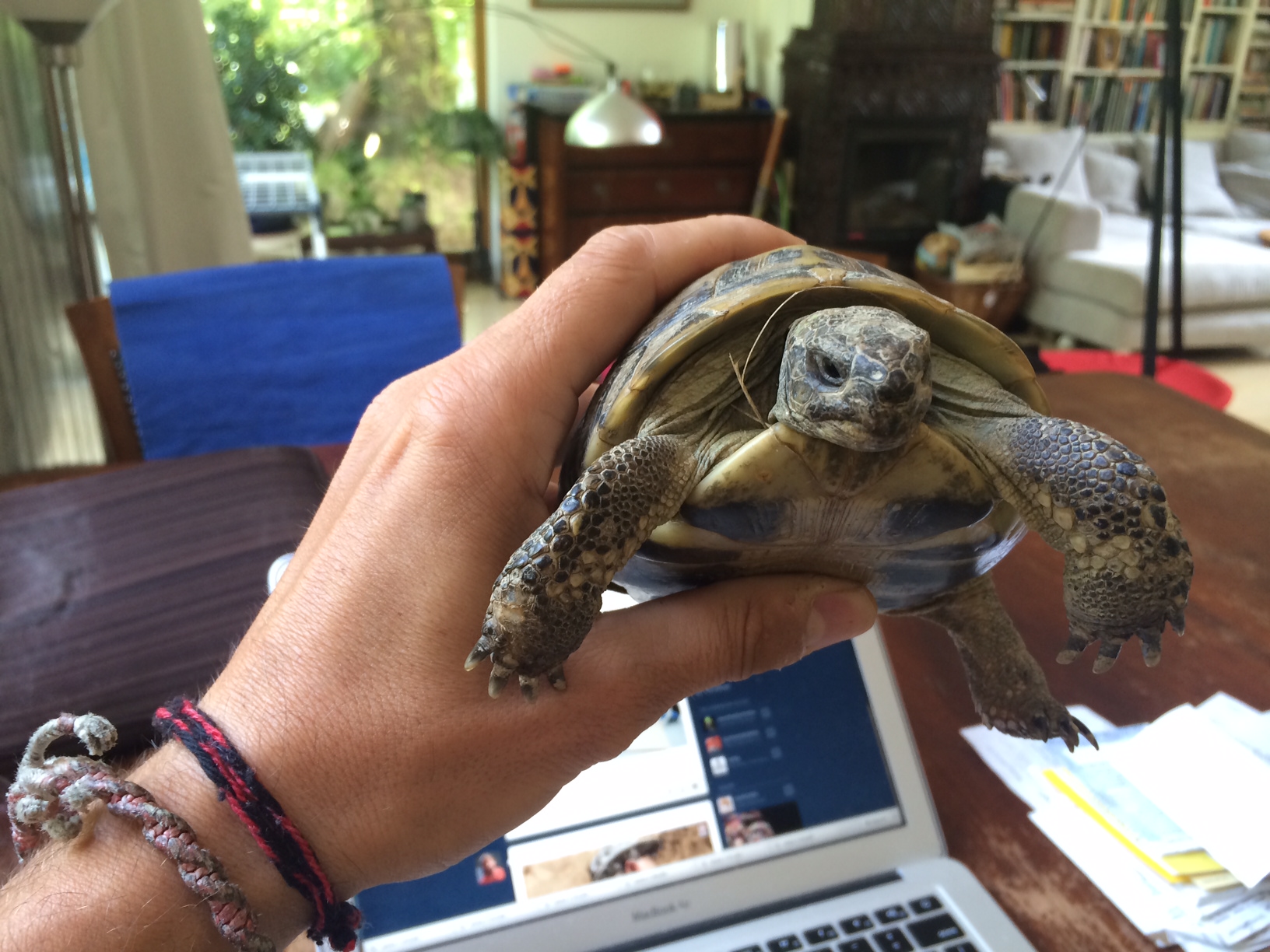 Csoda történt, másodszor is kitelelt és meglett a szökött görög teknős